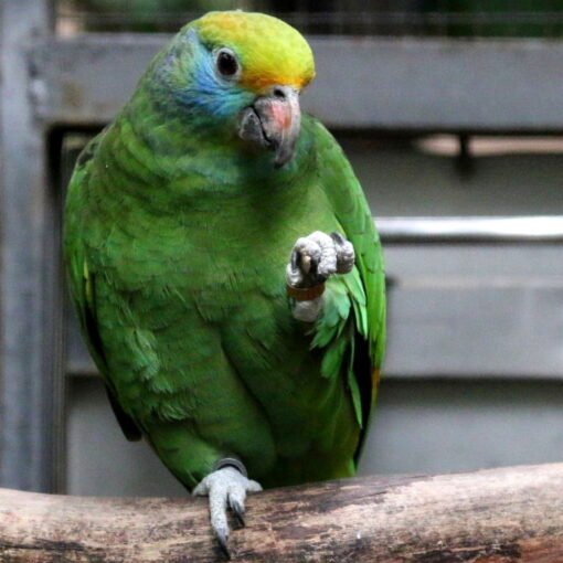 Blue-Cheeked Amazon