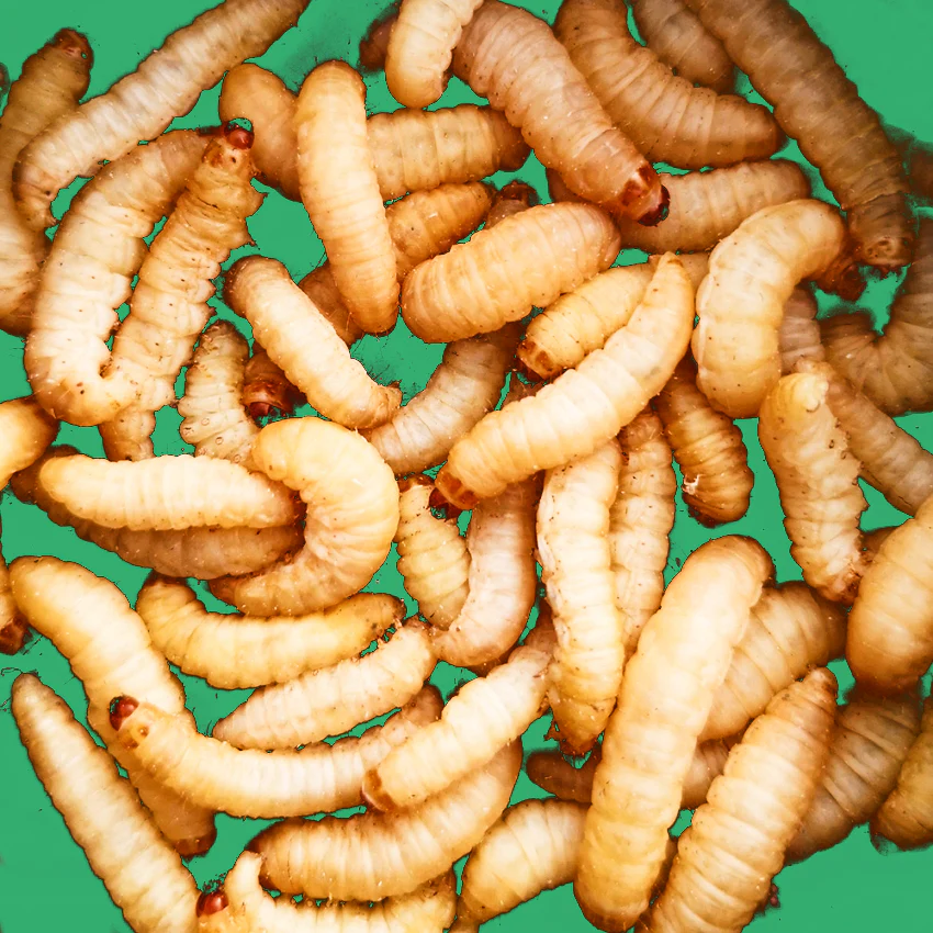 Wax Worms