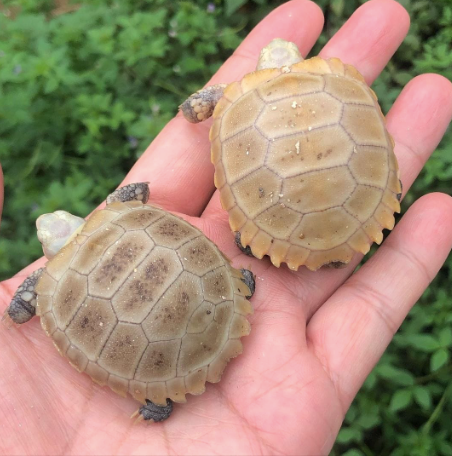 Elongated Tortoise