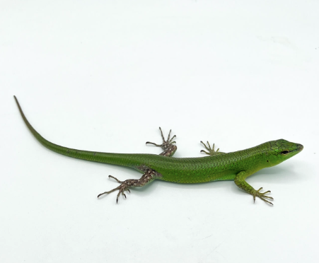 Emerald Tree Skink