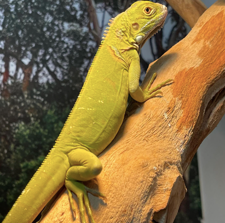 Hypo Iguana
