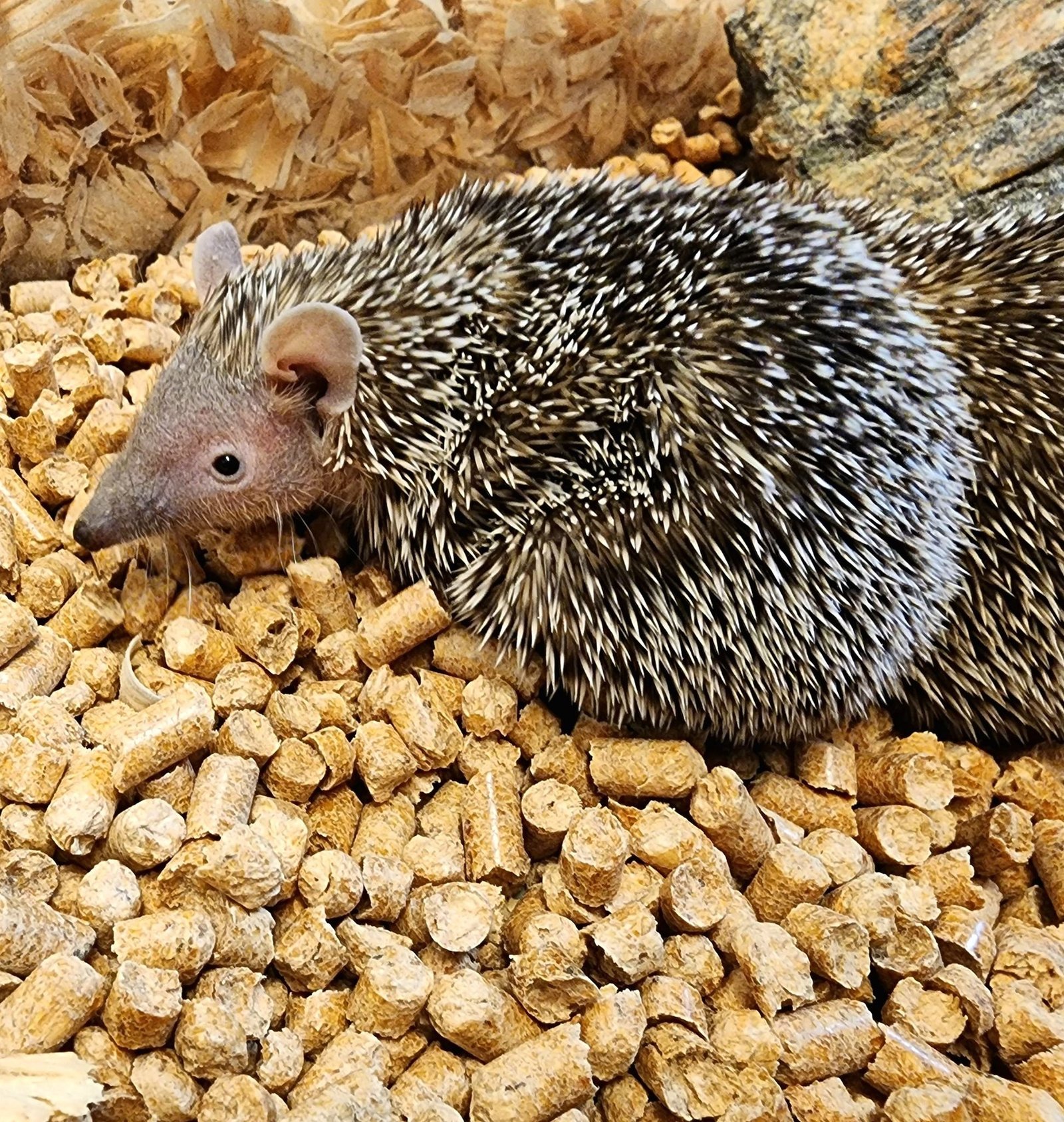 Lesser Tenrecs