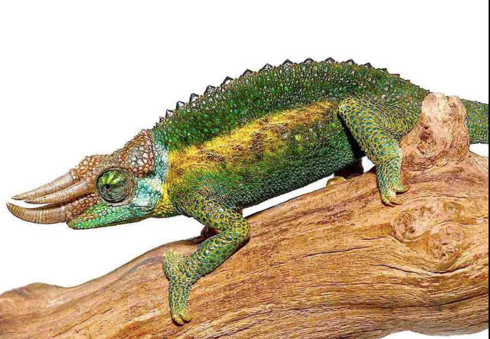 Rainbow Jackson’s Chameleon