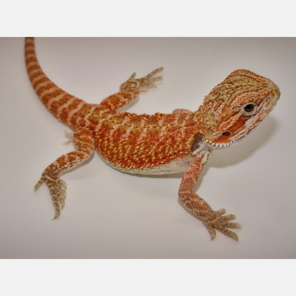 Strictly Reptiles Captive Bred Red Bearded Dragon Pet Lizard - Image 3