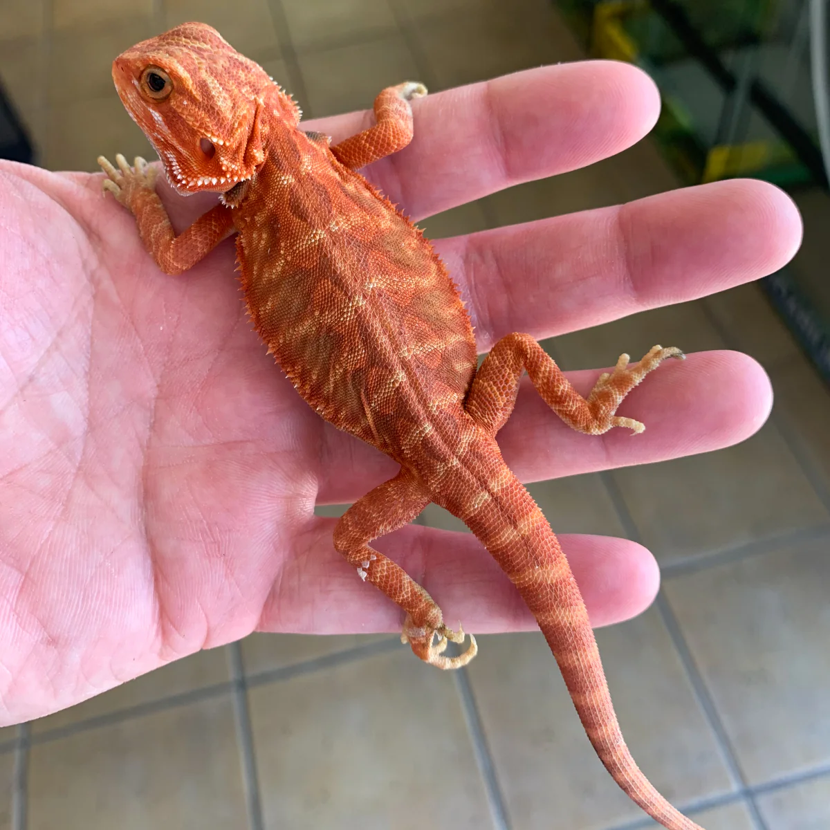Sunrise Hypo Translucent Bearded Dragons