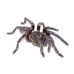 Vietnamese Bird Eater Tarantula